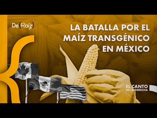 La batalla por el maíz transgénico en México – De Raíz